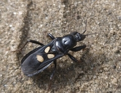 Ectomocoris caucasicus