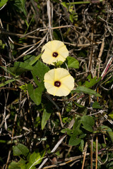 Hewittia malabarica