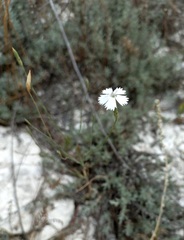 Dianthus rigidus