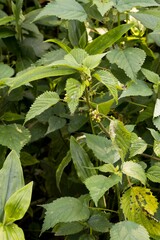 Laportea peduncularis latidens