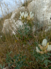 Astragalus albicaulis