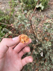 Andricus crystallinus