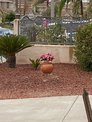 Euphorbia pulcherrima