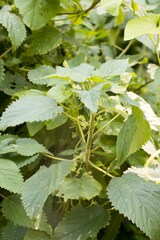 Laportea peduncularis latidens