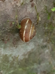 Hygromia limbata