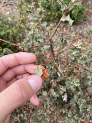 Andricus crystallinus