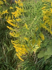 Solidago