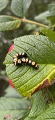 Acronicta funeralis