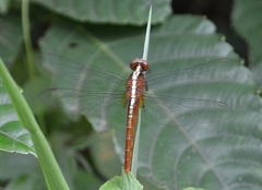 Rhodothemis rufa