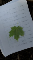 Acer platanoides