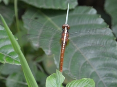 Rhodothemis rufa