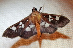 Phostria tedea