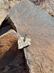 Chlanidophora patagiata