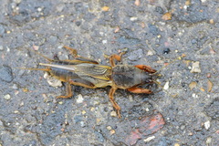 Gryllotalpa gryllotalpa