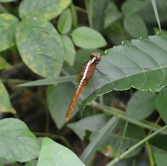 Rhodothemis rufa