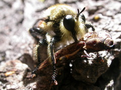 Laphria fernaldi