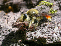 Laphria fernaldi