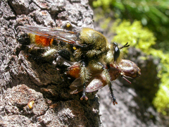 Laphria fernaldi