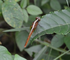 Rhodothemis rufa