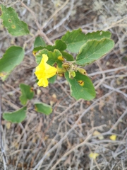 Cordia lutea