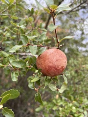 Andricus quercuscalifornicus