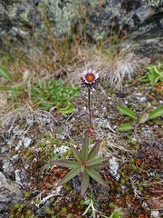 Erigeron uniflorus