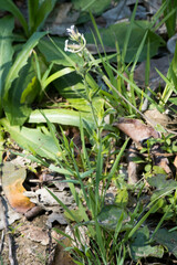 Silene gallica