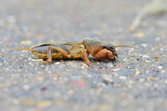 Gryllotalpa gryllotalpa