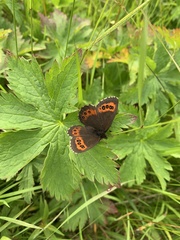 Erebia ligea