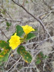 Cordia lutea