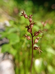 Neottia cordata