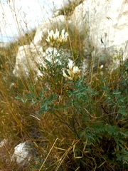 Astragalus albicaulis