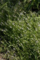 Silene gallica