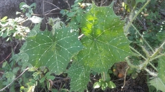 Cnidoscolus angustidens