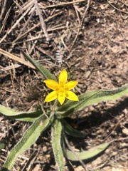 Hypoxis villosa