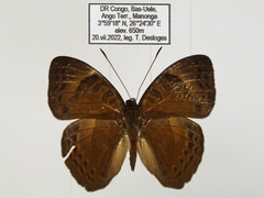 Euriphene doriclea infusca