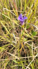 Gentianopsis crinita