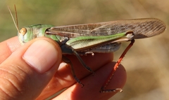 Locusta migratoria