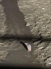Nycticorax caledonicus
