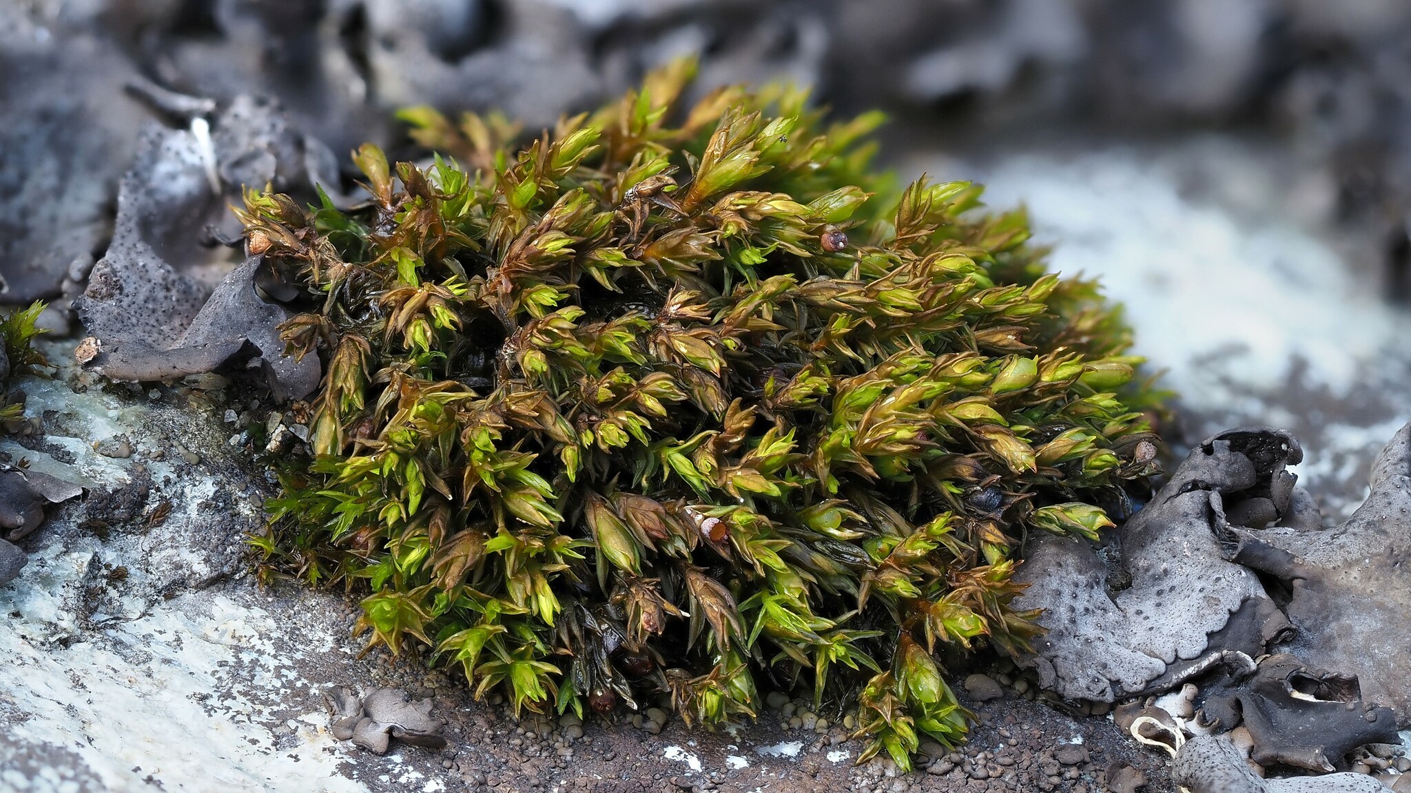 Schistidium rivulare
