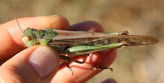 Locusta migratoria
