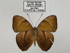 Euriphene doriclea infusca
