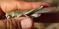 Locusta migratoria