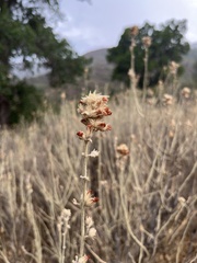 Malacothamnus marrubioides