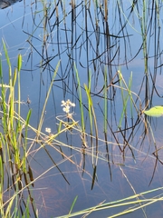 Sagittaria graminea