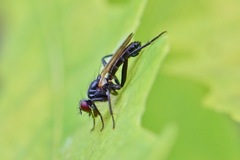 Cordilura