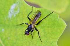 Cordilura