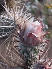 Grusonia kunzei