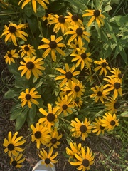 Rudbeckia