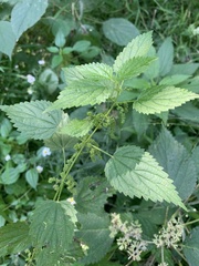 Urtica dioica